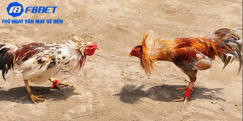 Câu hỏi thường gặp về đá gà F8bet