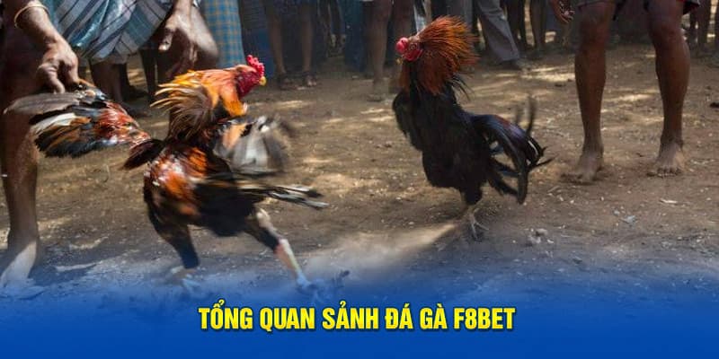 Giới thiệu về sảnh chơi đá gà F8bet