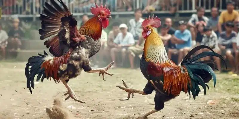 Đá gà FM88 có gì thú vị