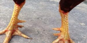 Tại sao cần biết cách xem vảy gà